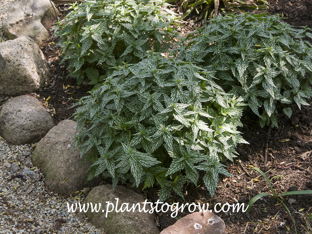 'Herman's Pride' Lamium (Lamiastrum galeobdolon)
In the proper site this is t he typical shape of the plant.